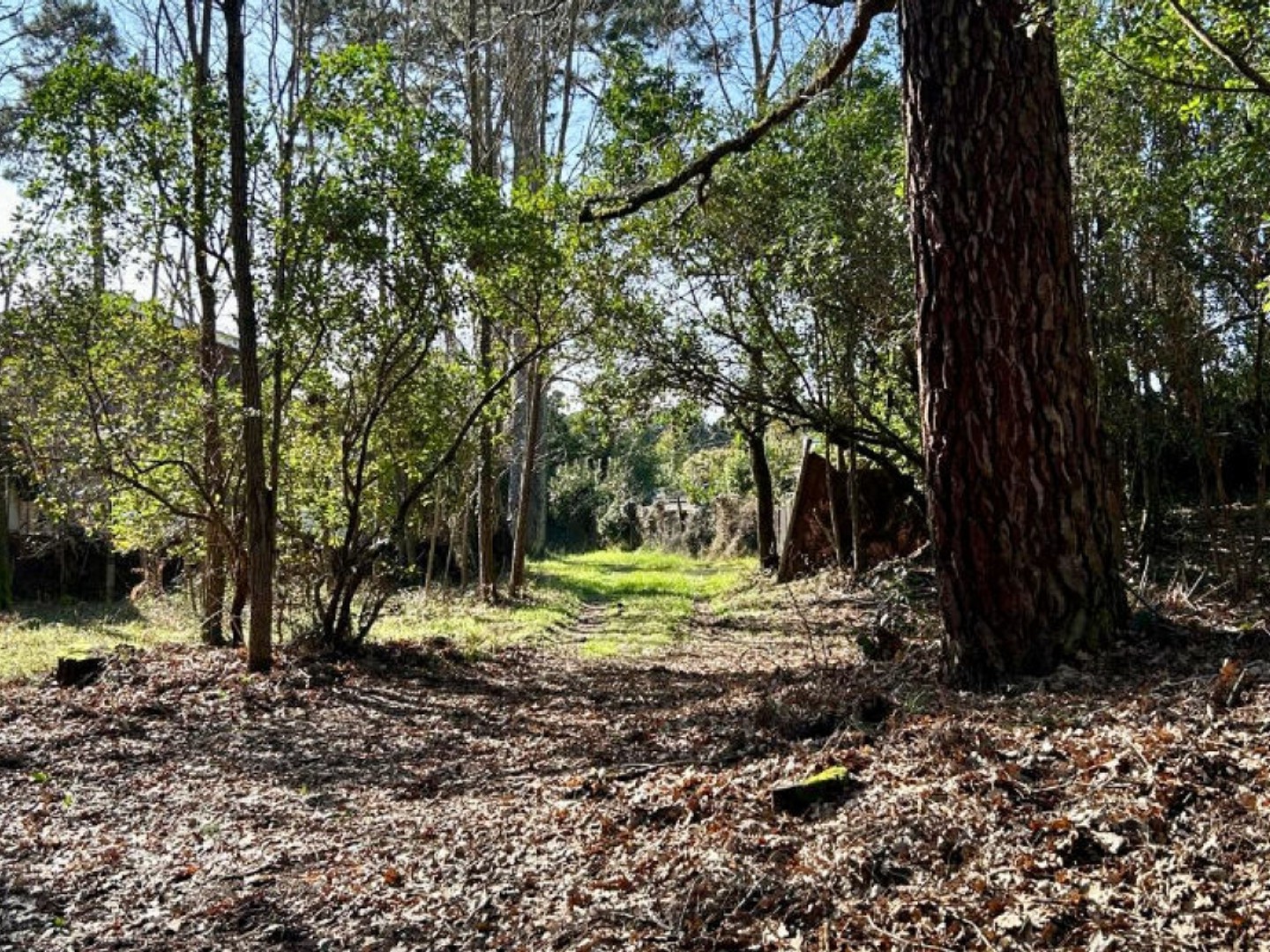 GRAND PIQUEY, A 3 MINUTES DU BASSIN, DANS UN ENVIRONNEMENT EXCEPTIONNEL, MAISON DE CHARME SUR UN MAGNIFIQUE TERRAIN ARBORÉ DE 1170 M2 maison de charme sur un magnifique terrain