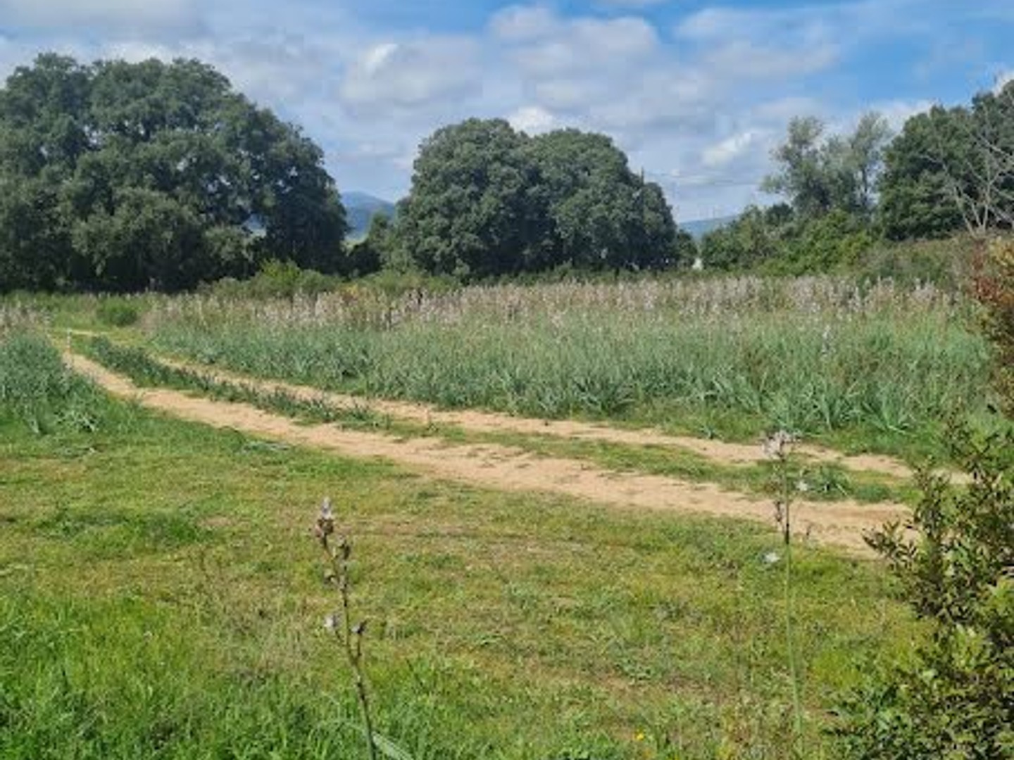 Terrain à vendre - 901m2 - Ghisonaccia (20240)