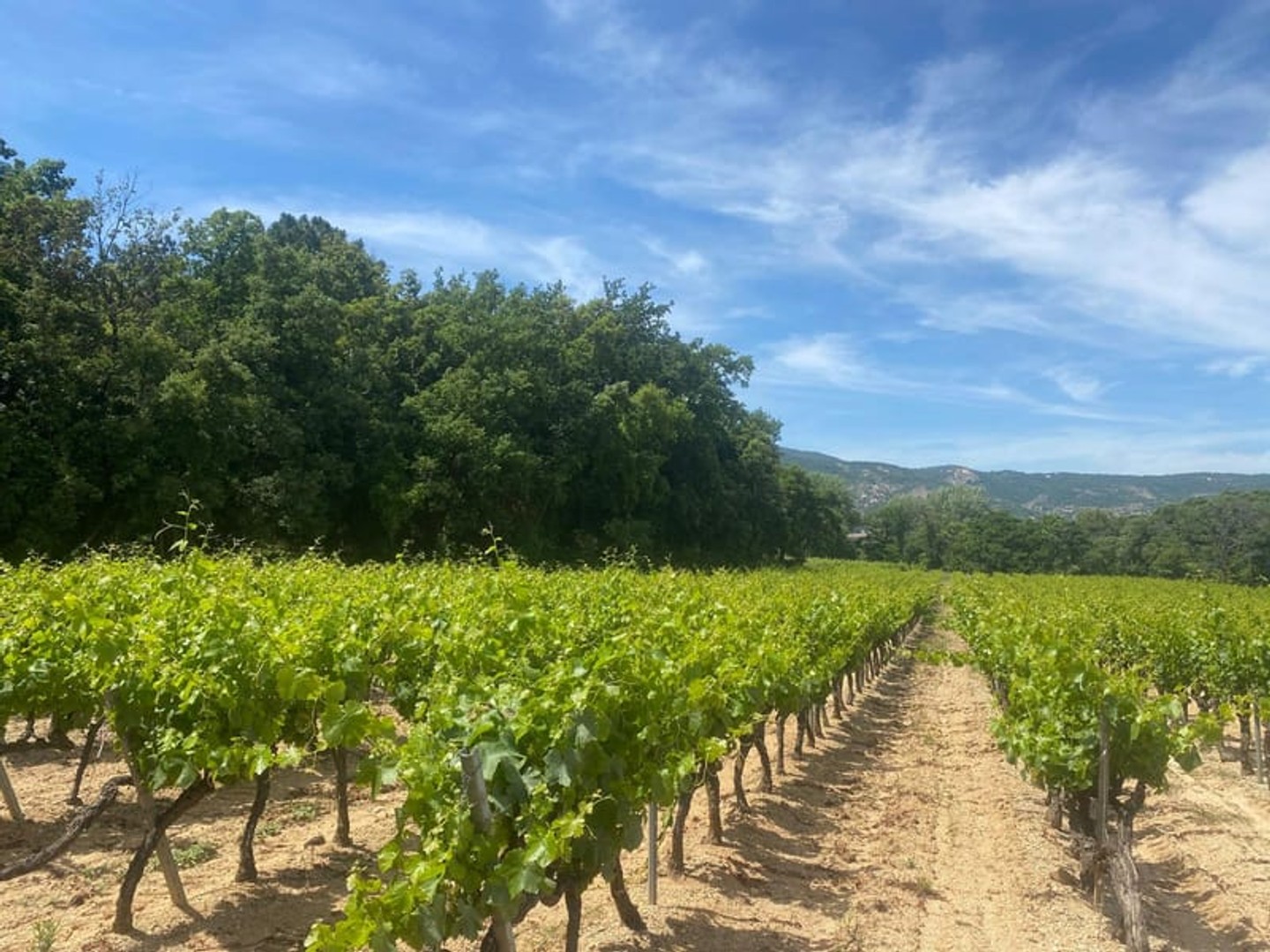 Propriété viticole en AOP Cöte de Provence - Golfe de Saint-Tropez