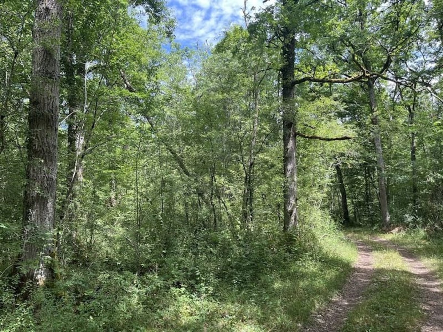 Terrain à vendre - 551889m2 - Pressigny-Les-Pins (45290)