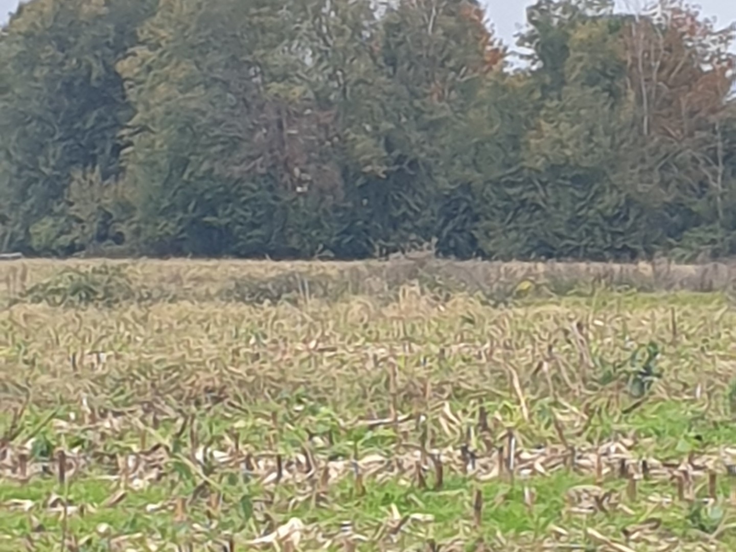 Terrain à vendre - 4648m2 - Buzet-Sur-Baïse (47160)