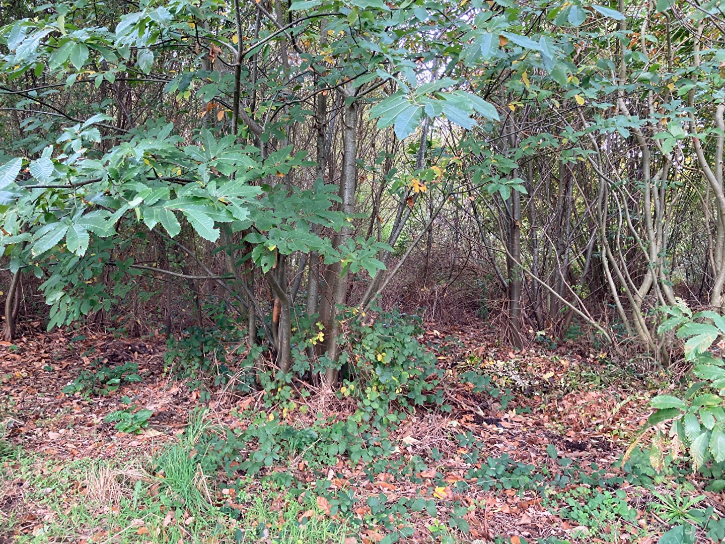 Terrain à vendre - 5088m2 - Pontivy (56300)