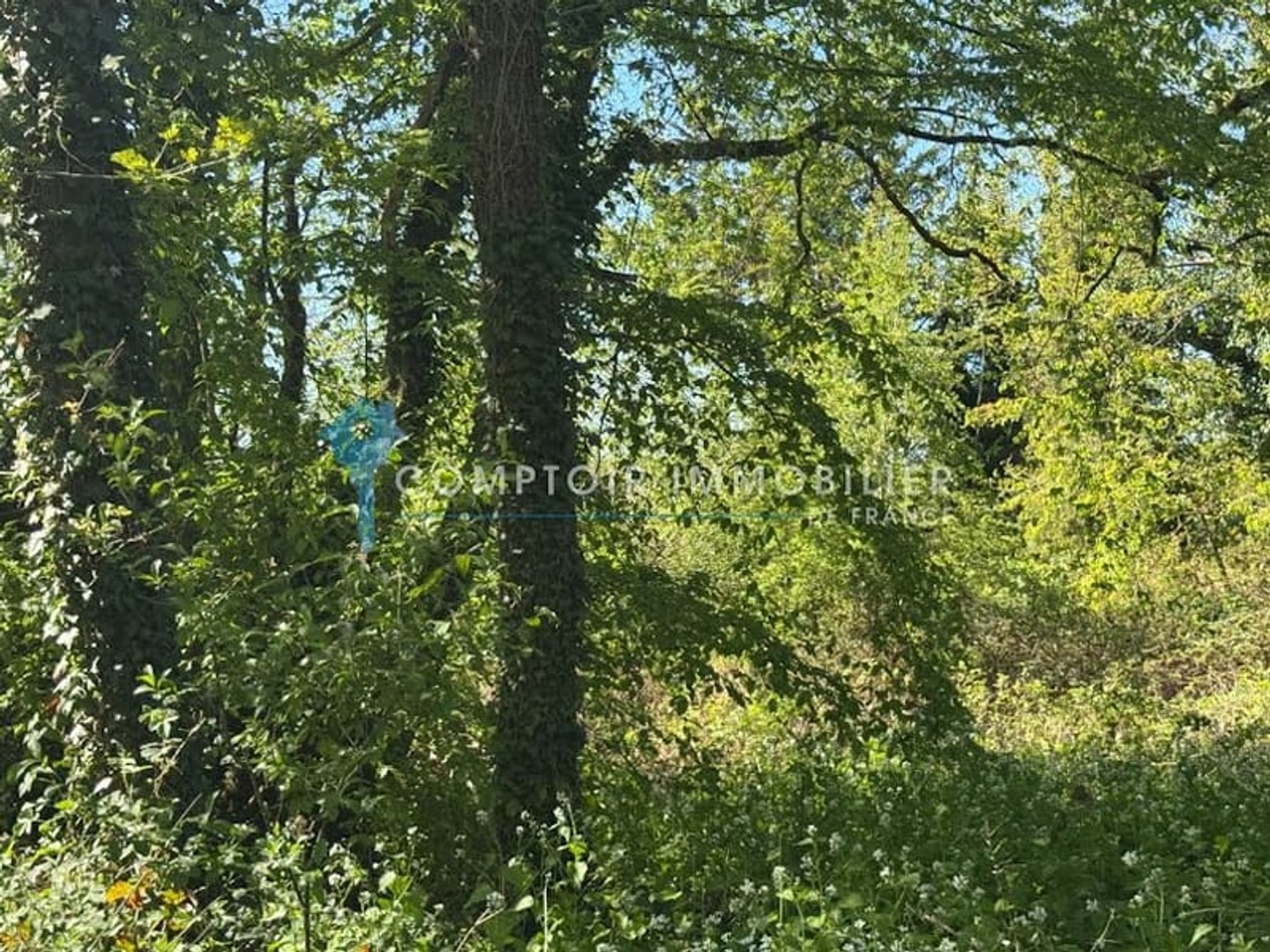Terrain à vendre - 6000m2 - Soisy-Sur-École (91840)