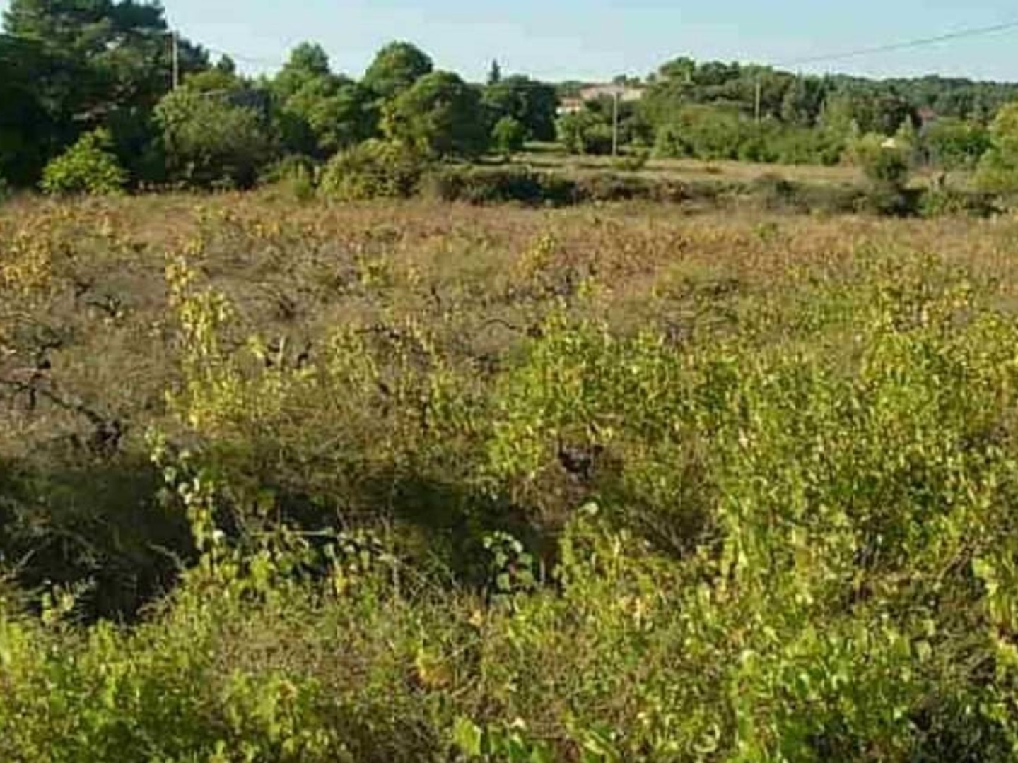 Terrain à vendre - 5000m2 - Clermont-L'hérault (34800)