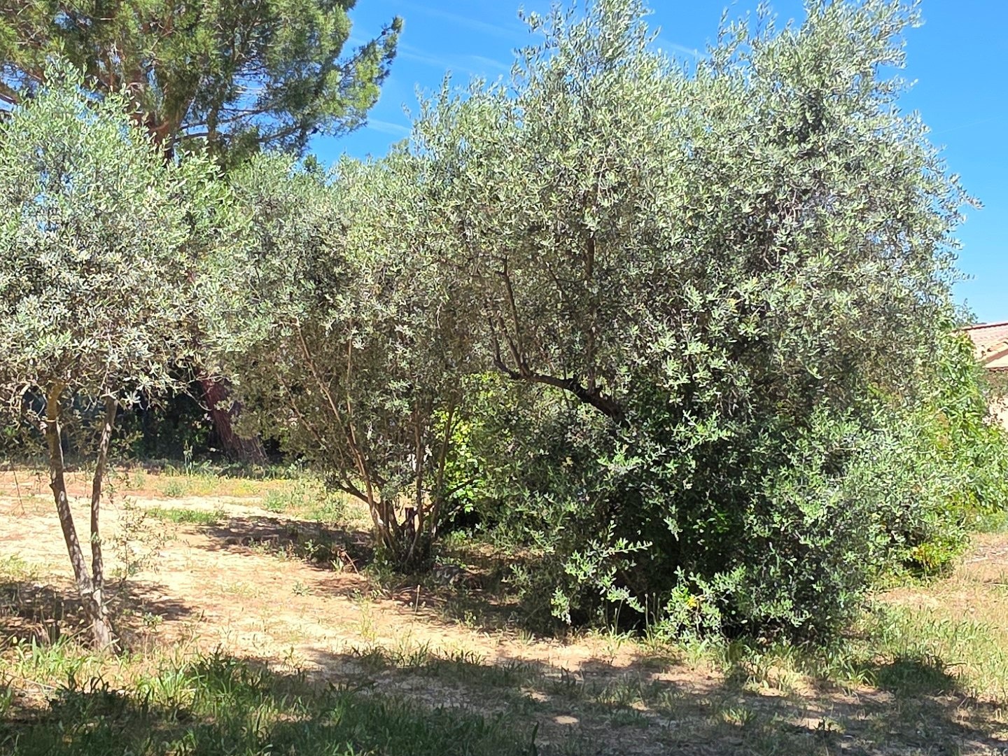 Terrain à vendre - 1013m2 - Pierrevert (04860)
