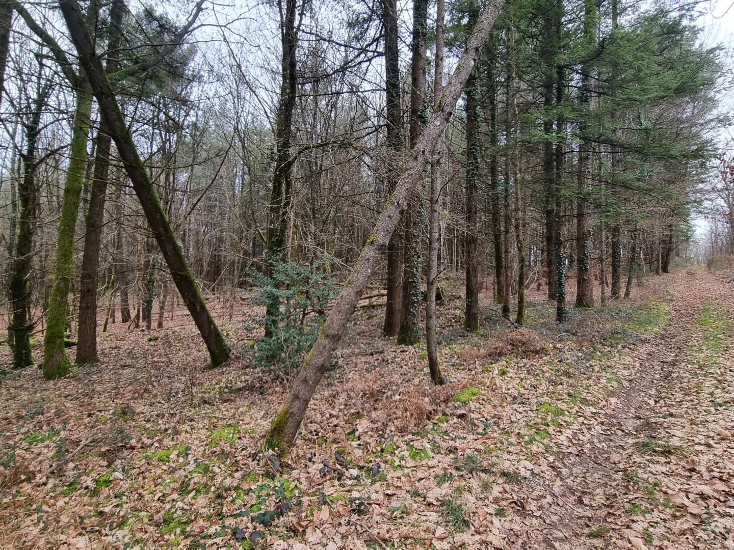 Terrain à vendre - 180000m2 - Varaignes (24360)
