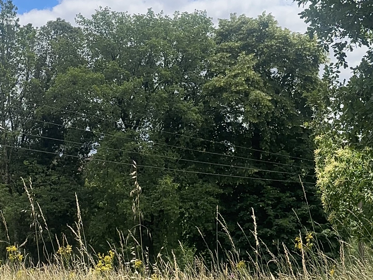 Terrain à vendre - 3855m2 - Sarlat-La-Canéda (24200)