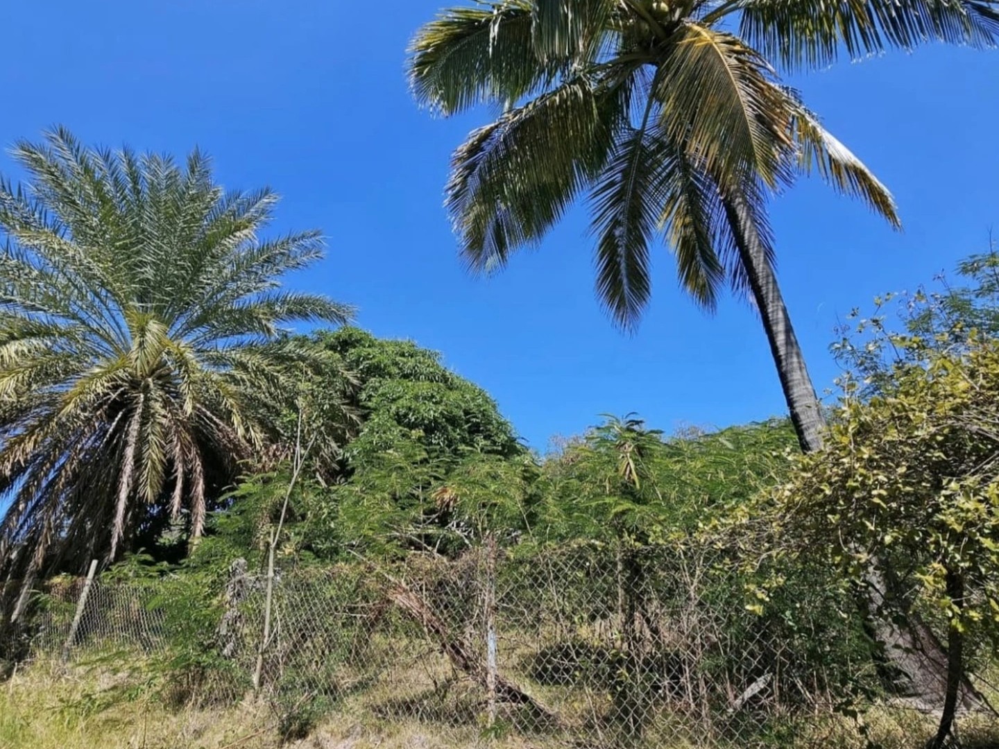 Terrain à vendre - 1501m2 - Bouillante (97125)