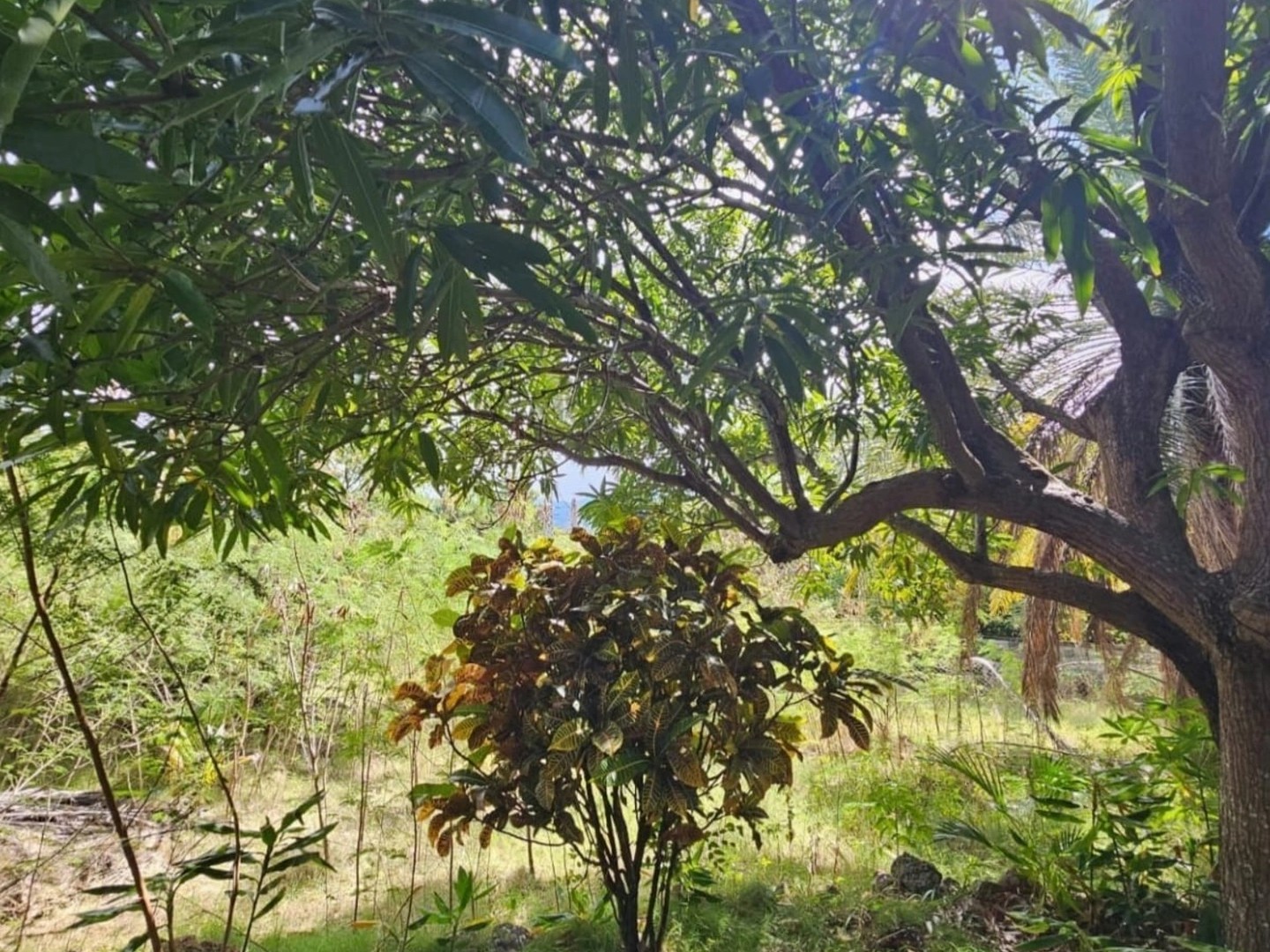 Terrain à vendre - 1501m2 - Bouillante (97125)