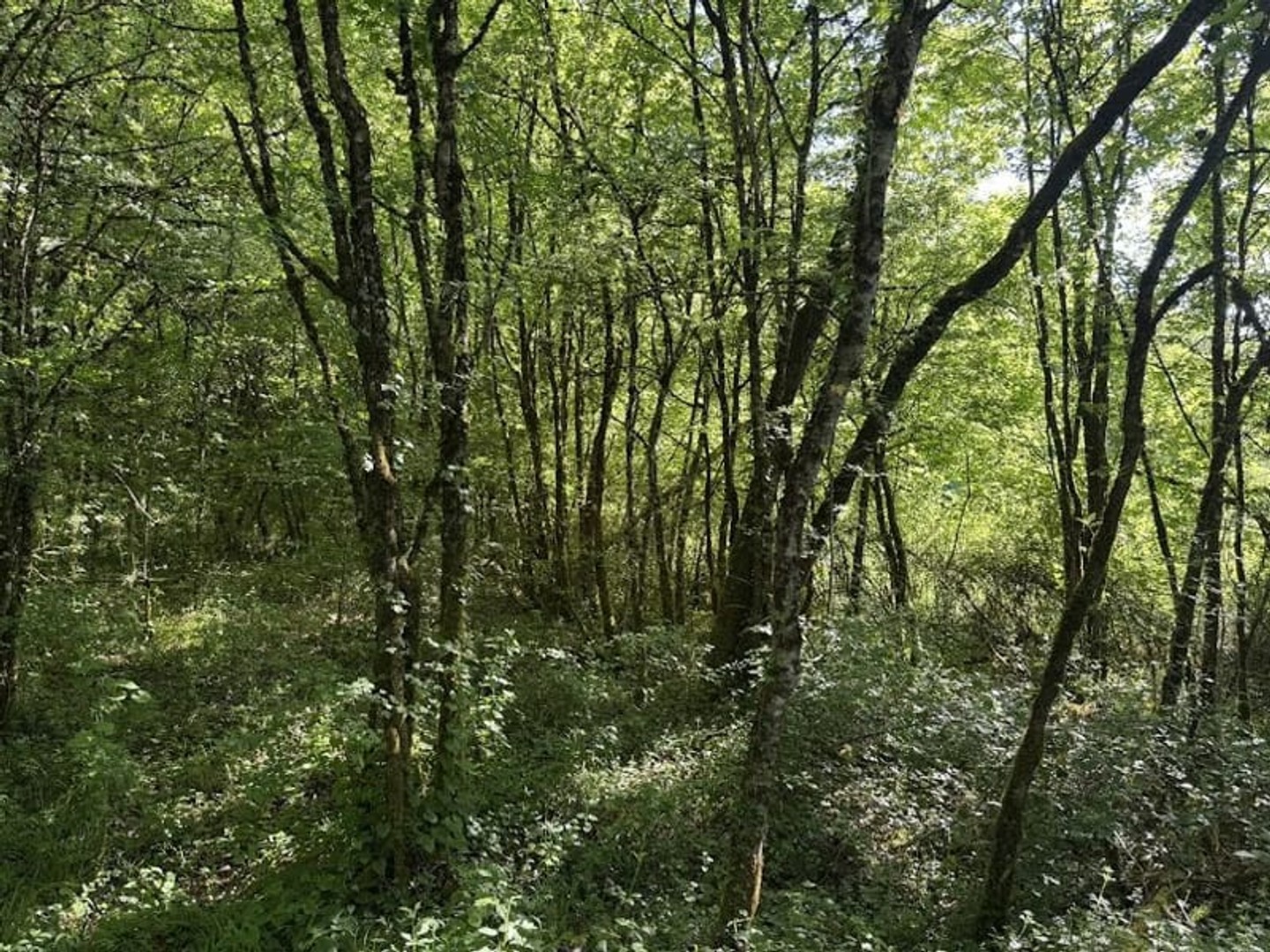 Terrain à vendre - 5500m2 - Cressensac-Sarrazac (46600)