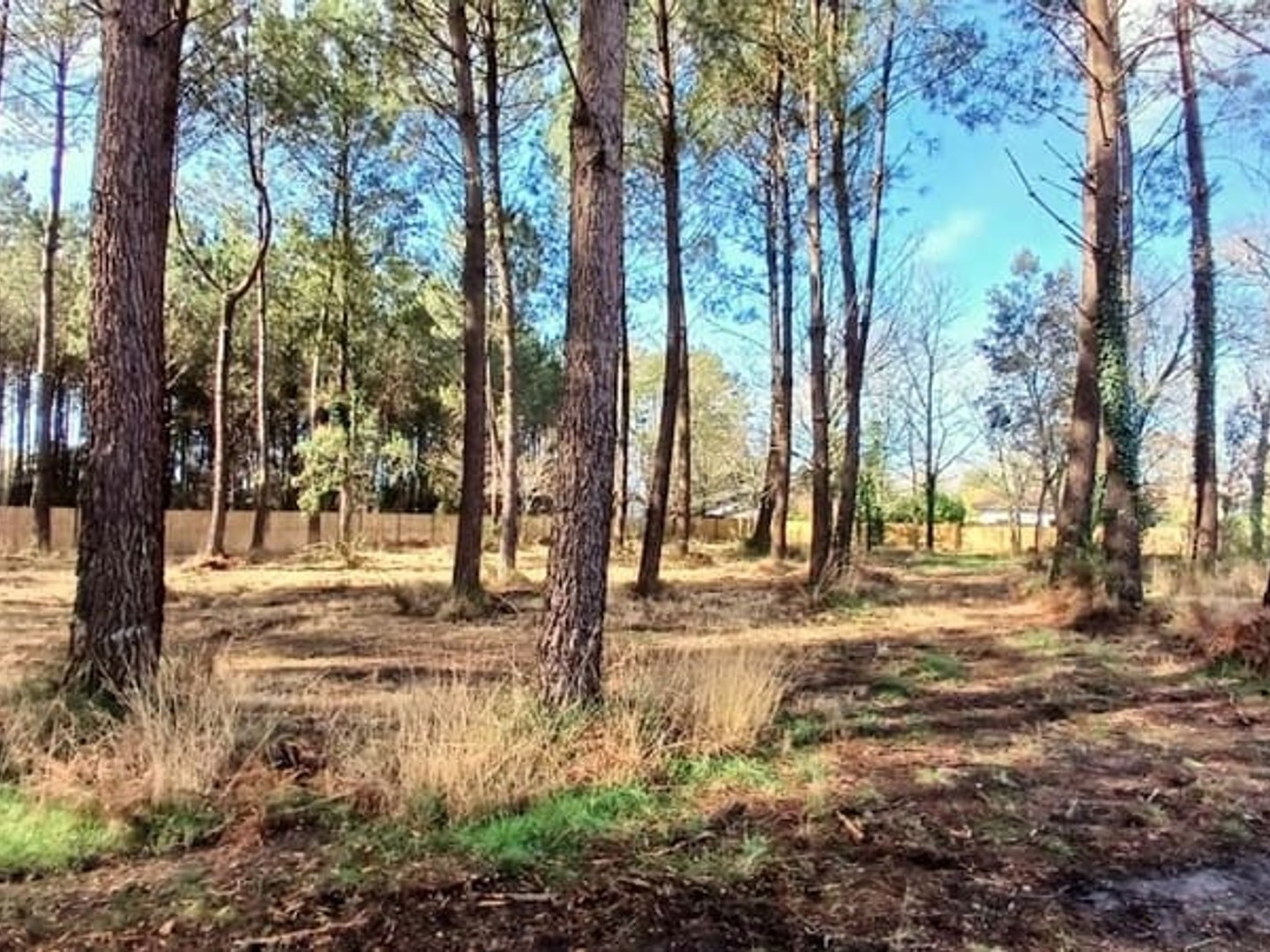 Terrain à vendre - 950m2 - Seignosse (40510)