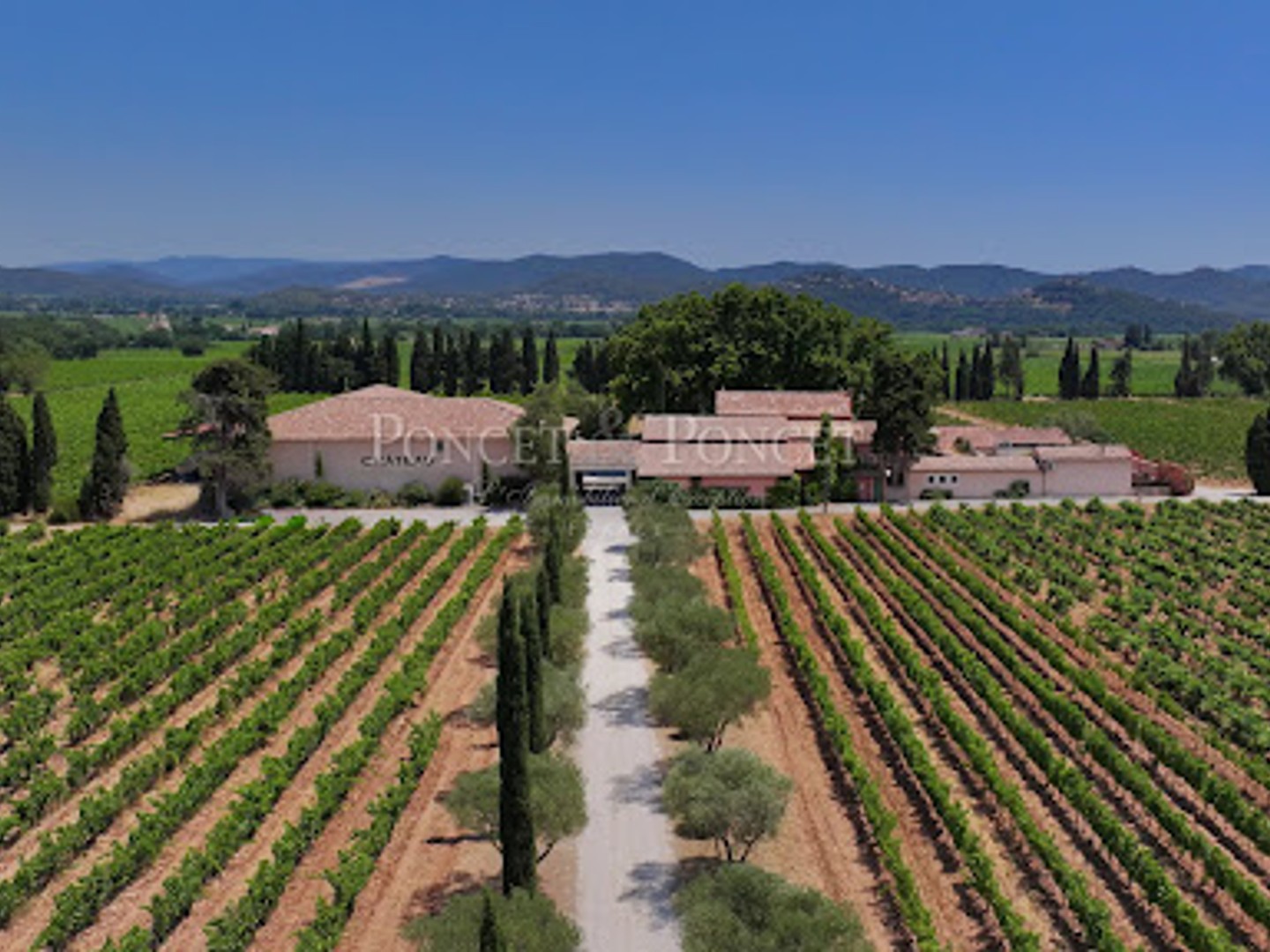 Vignoble 250000 m²