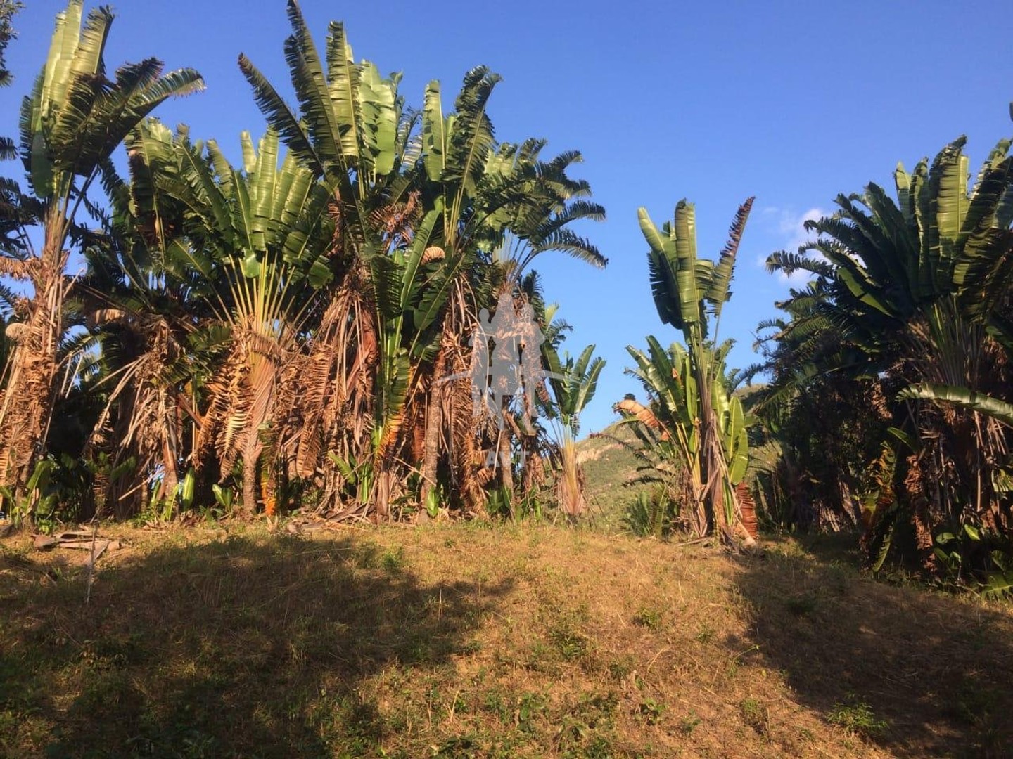 Terrain à vendre - 2000000m2 - Ambalia (405)