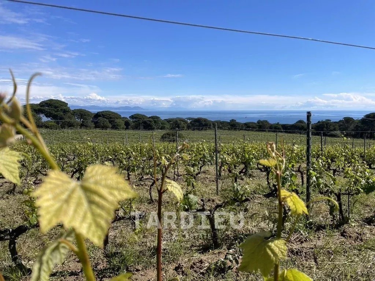 Domaine viticole de caractère, projet de rénovation
