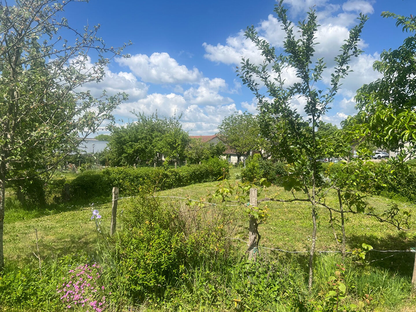 Terrain à vendre - 911m2 - Saillat-Sur-Vienne (87720)