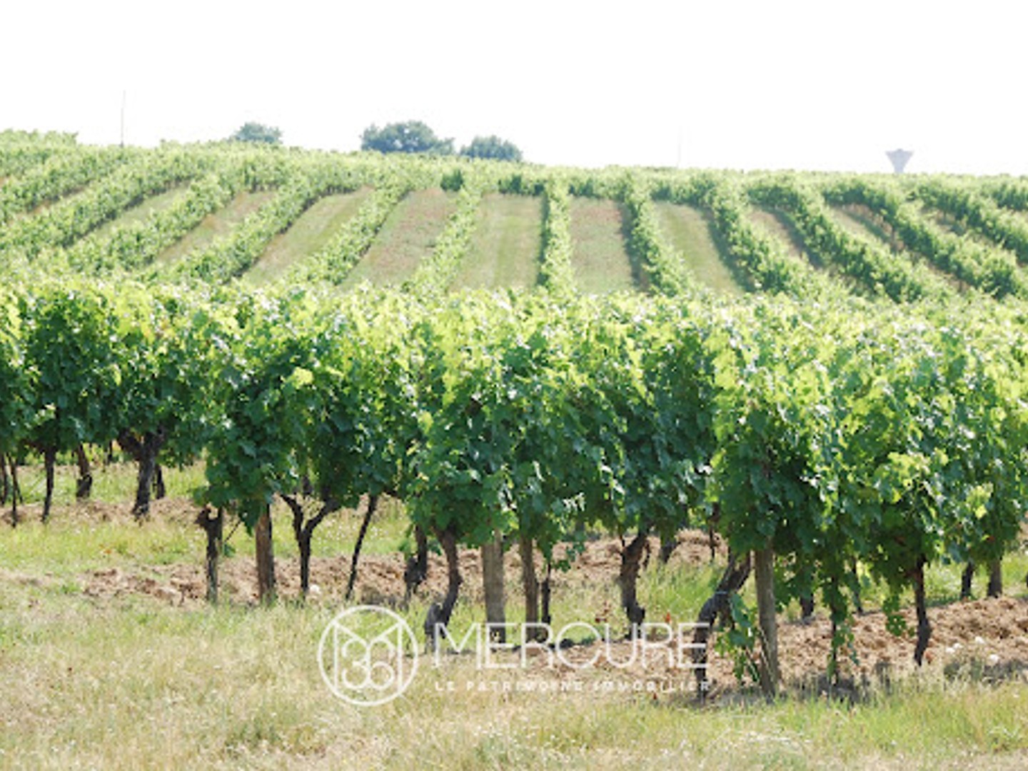 Vignoble 936321 m²
