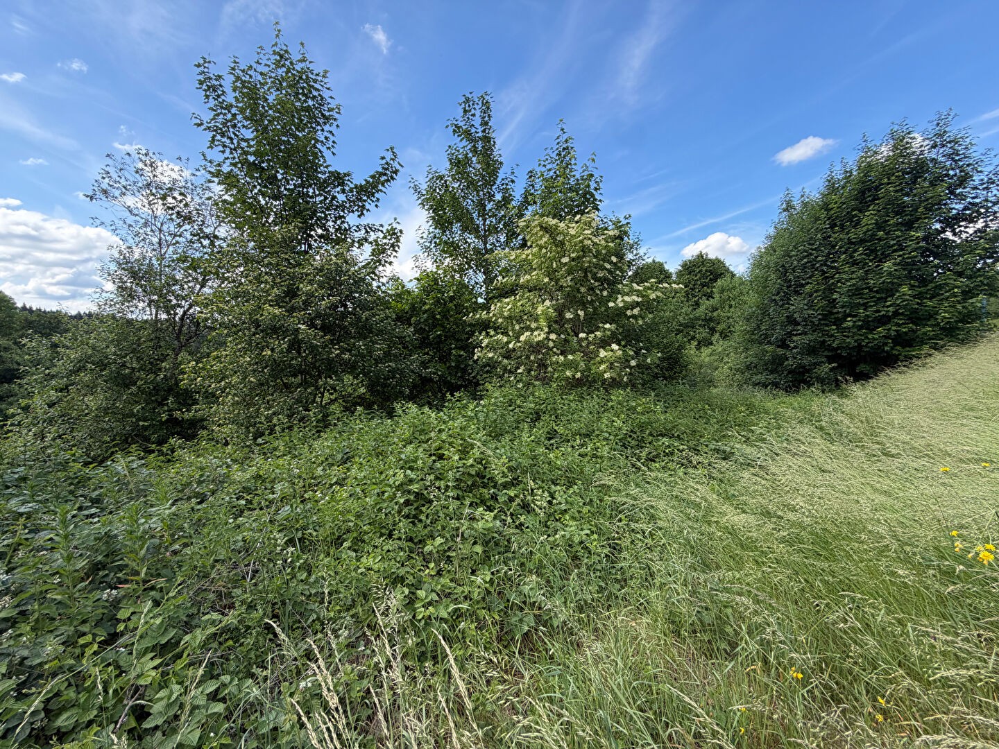 Terrain à vendre - 3673m2 - Maîche (25120)