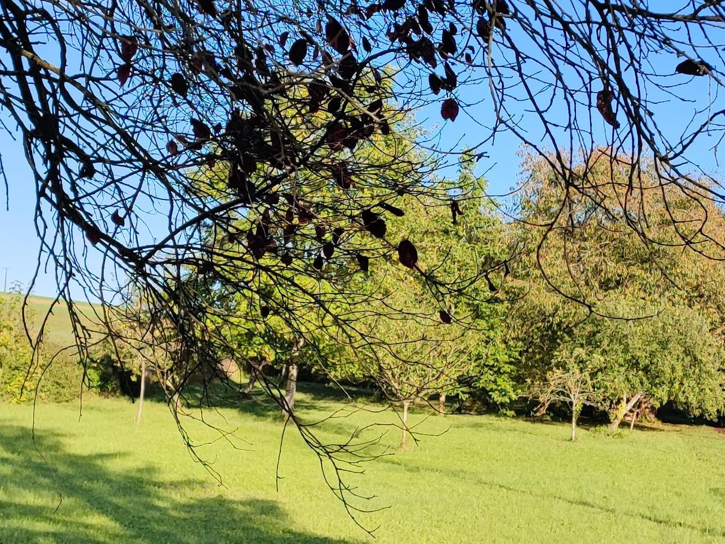 Terrain à vendre - 1750m2 - Thorigny-Sur-Oreuse (89260)