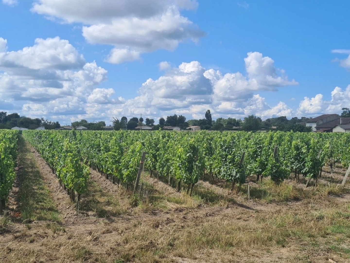 Maison à vendre - 12 pièces - 430m2 - Cissac-Médoc (33250)
