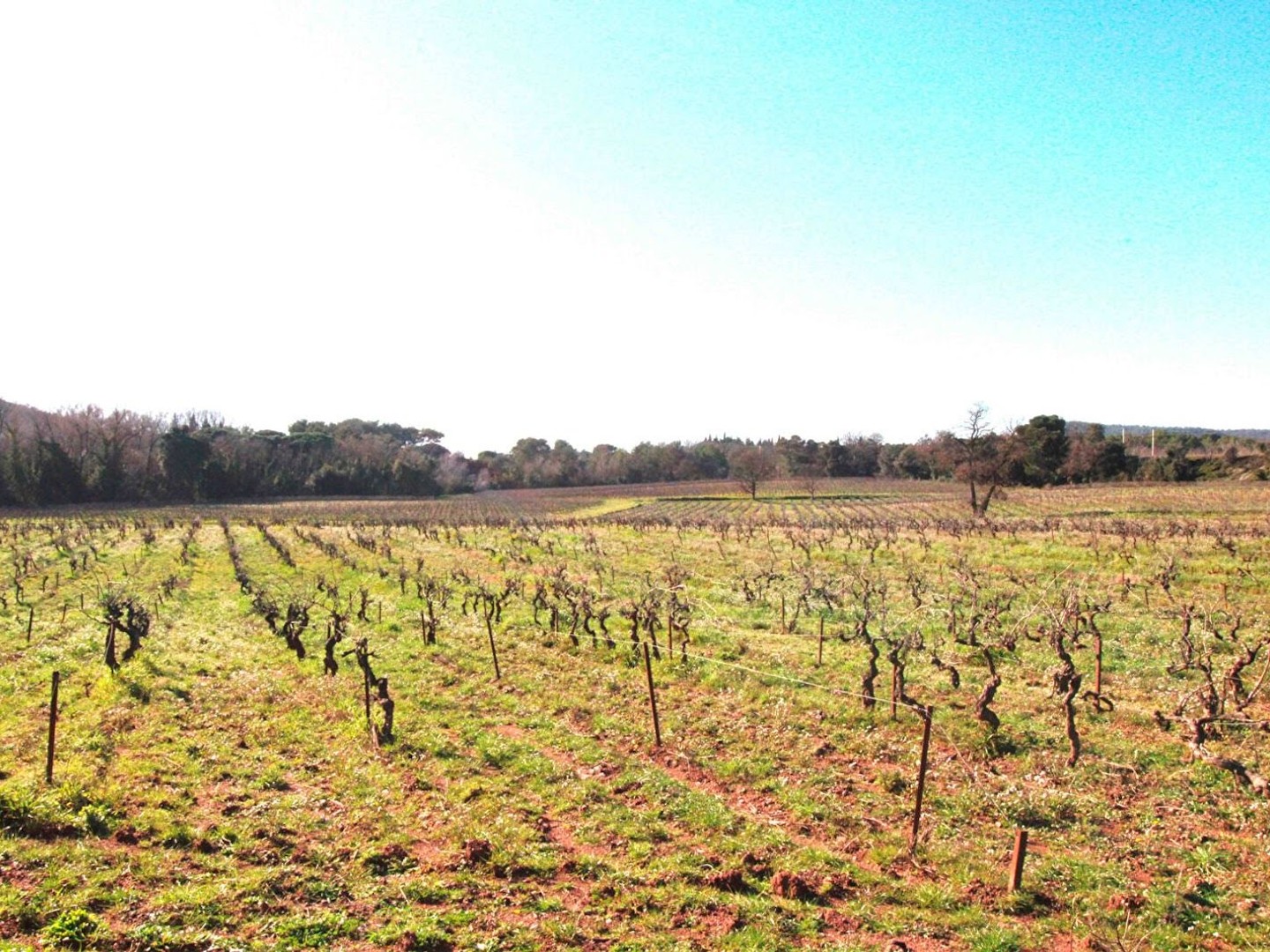 Maison à vendre - 10 pièces - 2000m2 - Draguignan (83300)