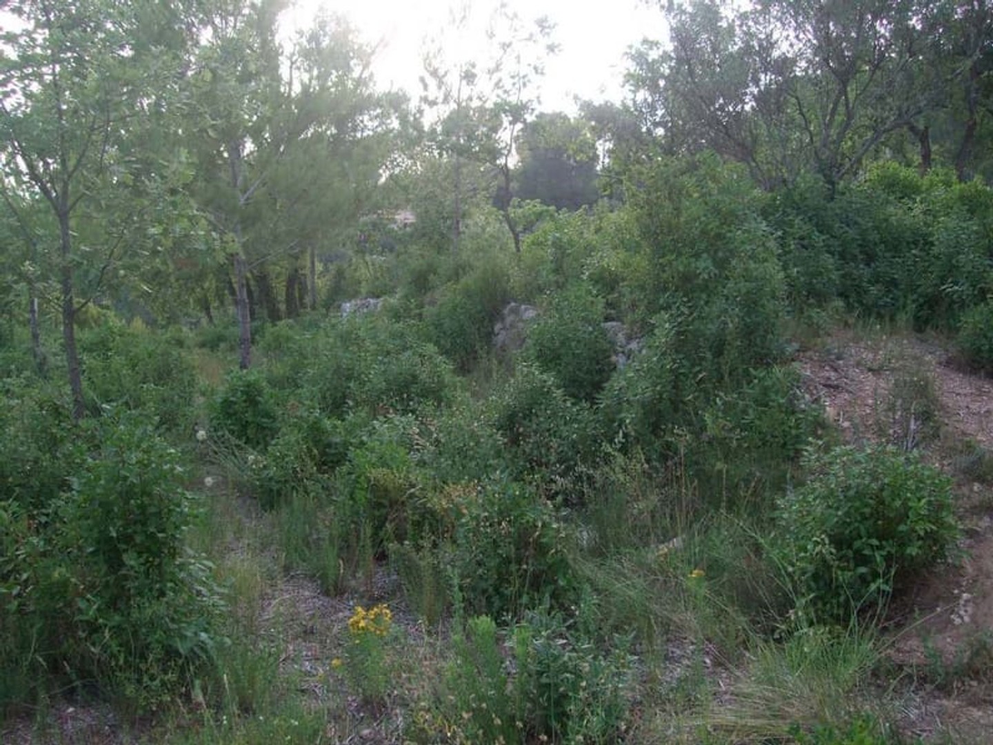 Terrain à vendre - 1214m2 - Cuers (83390)