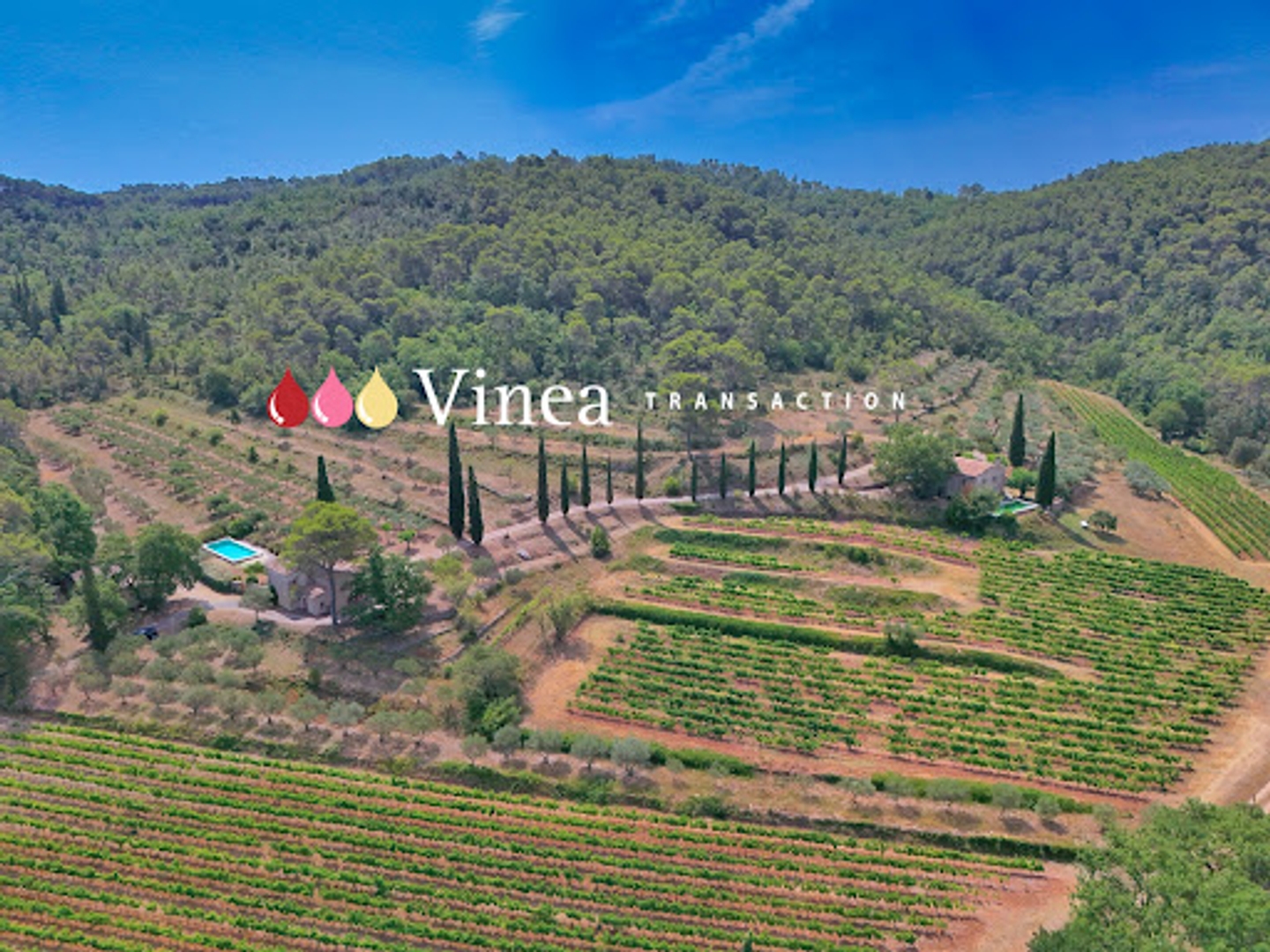 Vignoble