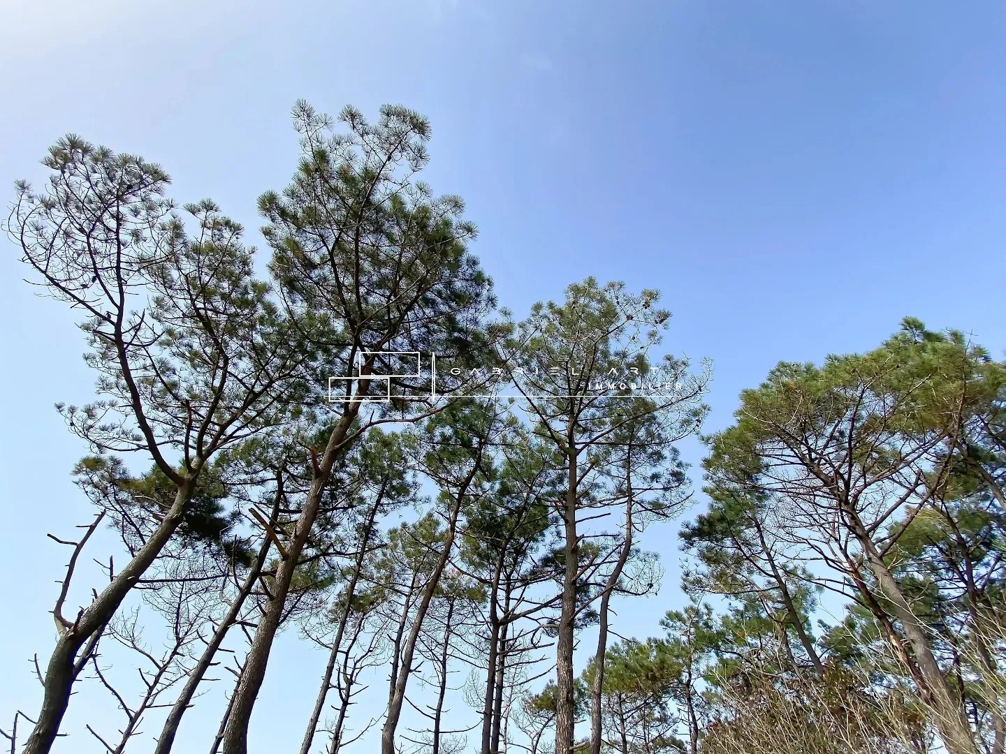 Maison à vendre - 4 pièces - 426m2 - Capbreton (40130)