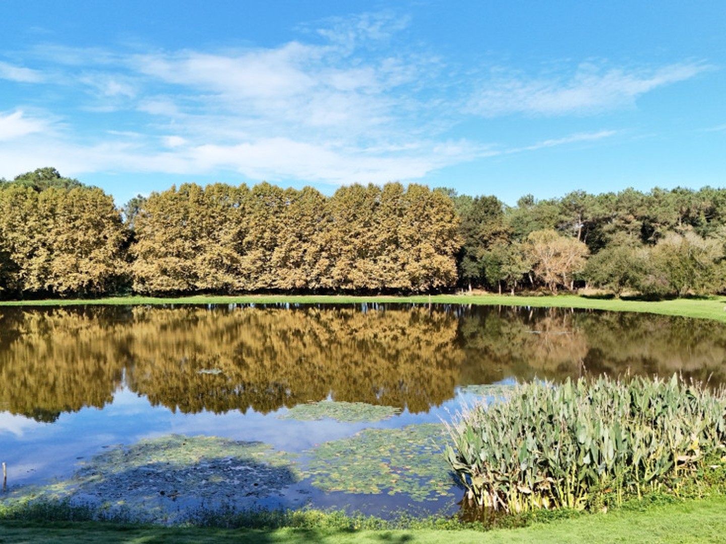 Maison à vendre - 8 pièces - 500m2 - Soorts-Hossegor (40150)